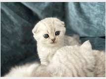 5321688 scottish fold &