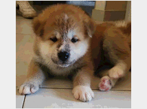 5323156 Akita Inu con