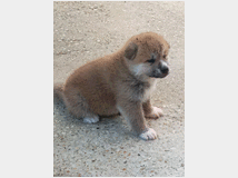 5324275 Cuccioli di Akita