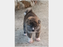 5324276 Cuccioli di Akita