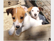 5324596  JACK RUSSELL