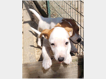 5324598  JACK RUSSELL