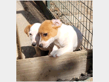 5324599  JACK RUSSELL