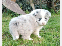 5325229 cuccioli Border Collie