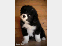 5325230 cuccioli Border Collie