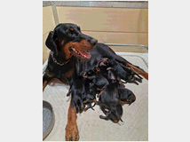 5326152 Cuccioli dobermann 