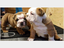 5326874 Bulldog Inglese cuccioli