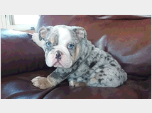 5326876 Bulldog Inglese cuccioli