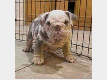 5326877 Bulldog Inglese cuccioli