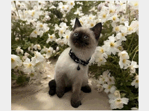 5327012 Cuccioli di siamese