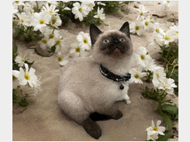 5327013 Cuccioli di siamese