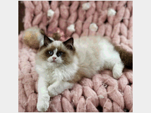 5327014 cucciole di ragdoll