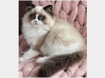 5327015 cucciole di ragdoll