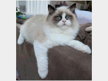 5327016 cucciole di ragdoll