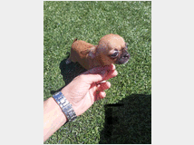 5327203 Cuccioli chihuahua toy