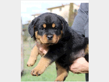 5328447 cucciolo di Rottweiler