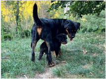 5328449 cucciolo di Rottweiler