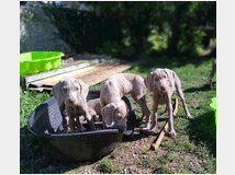 5328718 cuccioli di Weimaraner