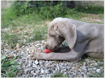 5328719 cuccioli di Weimaraner