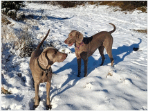 5328720 cuccioli di Weimaraner