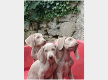 5328721 cuccioli di Weimaraner