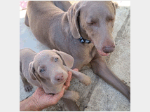 5328723 cuccioli di Weimaraner