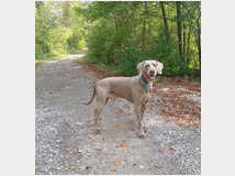 5328724 cuccioli di Weimaraner