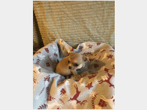 5328830 Chihuahua mini toy