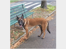 5328904 Pastore belga malinois