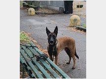 5329157 Pastore belga malinois