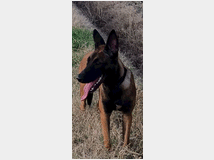 5329161 Pastore belga malinois