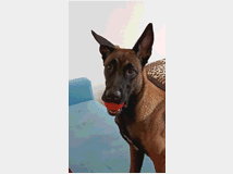 5329164 Pastore belga malinois