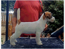 5329515 Jack russell terrier