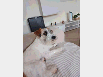 5329517 Jack russell terrier