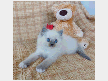 5330834 Gatto Ragdoll 