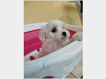 5331904 cucciolo di maltese