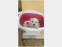 5331906 cucciolo di maltese