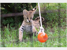 5332550 gattino serval disponibile