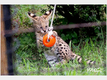 5332551 gattino serval disponibile