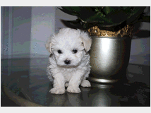 5333040 Maltipoo cuccioli 