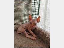 5333619 Sphynx  