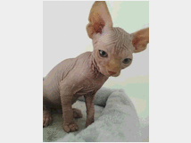 5333621 Sphynx  