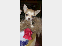 5333847 Chihuahua toy femminuccia