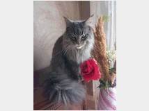 5333945 CUCCIOLO MAINE COON