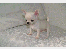 5334343 Chihuahua mini toy