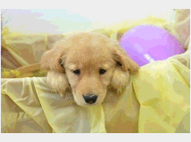 5335180 Golden Retriver cuccioli