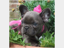 5336006 Bouledogue francese cuccioli