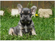 5336008 Bouledogue francese cuccioli