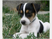 5337884 Jack Russell maschietti