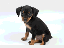 5338084 Pinscher nani simil